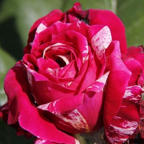 70-90 cm - Rózsa - Barroma® - Online rózsa vásárlás